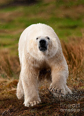 Wall Art - Photograph - Wet Polar Bear Running #2 by Mark Bowler
