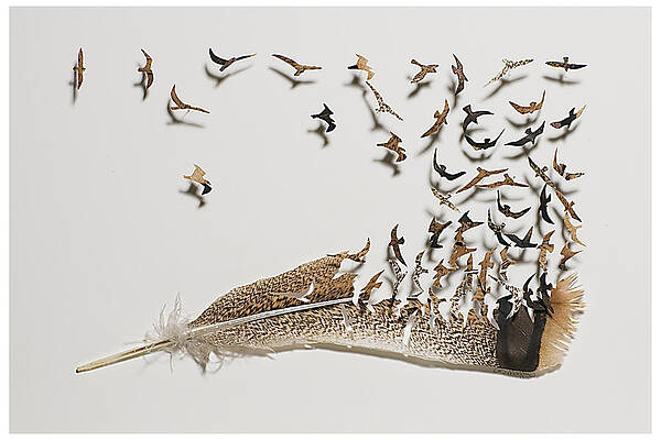 Pheasant Feathers #1 Photograph by Jeffrey Lepore - Fine Art America