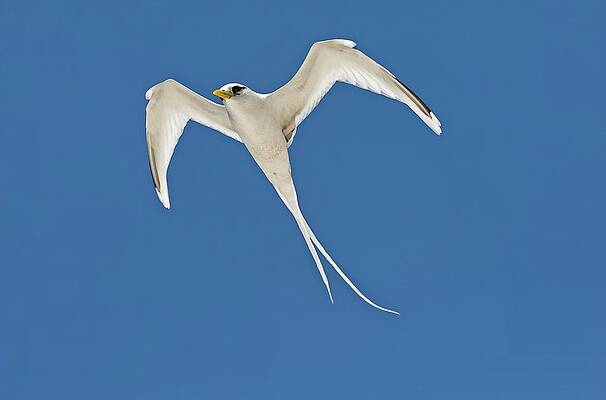 Wall Art - Photograph - White-tailed Tropicbird In Flight #1 by Science Photo Library