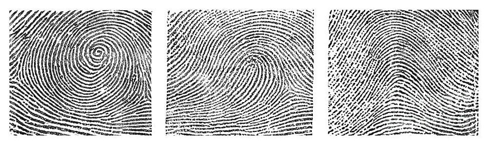 Wall Art - Photograph - Whorl, Loop, And Arch Fingerprints #1 by Science Source