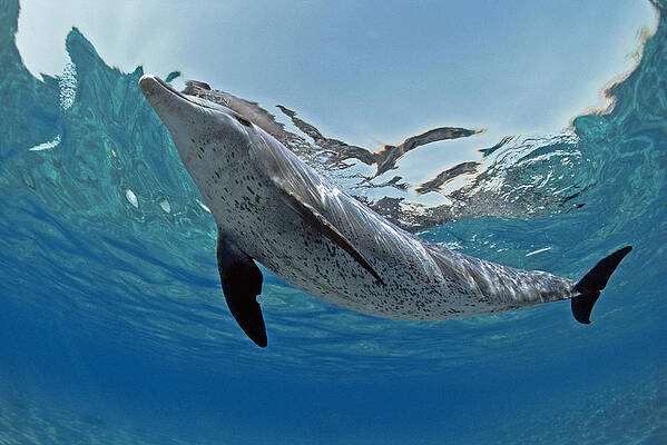 Wall Art - Photograph - Wild Bottlenose Dolphin #1 by Jeff Rotman
