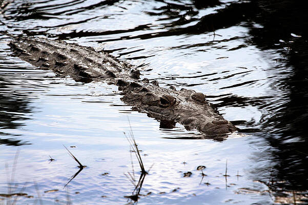 Wall Art - Photograph - Wild Crocodile Swimming In A Swamp #1 by Todd Korol