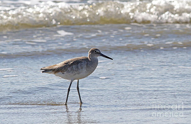 Willet Bird Wading in Ocean Surf by Kevin McCarthy Willet Bird Wading in Ocean Surf by Kevin McCarthy