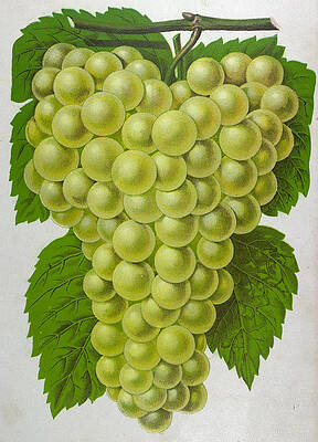 Grape vine illustration grapes vector sketch  Stock Illustration  89356142  PIXTA
