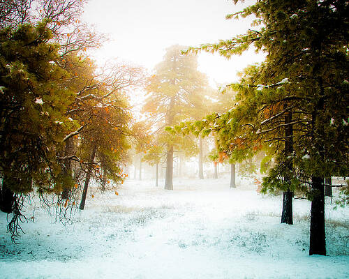 Winter in Mt Laguna by Mickey Clausen Winter in Mt Laguna by Mickey Clausen