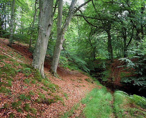 Wall Art - Photograph - Woodland Of Common Beech In Summer #1 by Science Photo Library