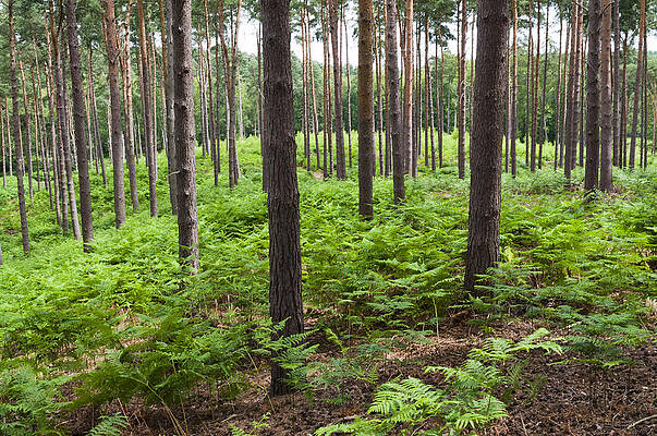 Woods by David Isaacson Woods by David Isaacson