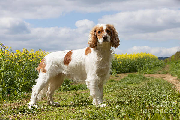 Wall Art - Photograph - Working Cocker Spaniel #1 by John Daniels