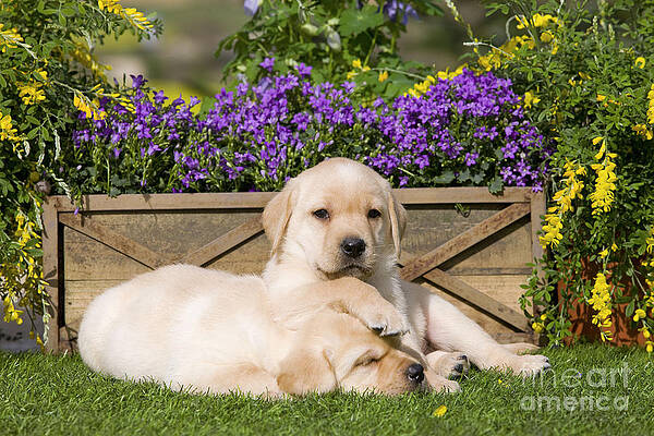 Wall Art - Photograph - Yellow Labrador Puppies #1 by Jean-Michel Labat