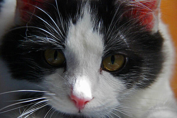 Yue up close by Andy Lawless Yue up close by Andy Lawless