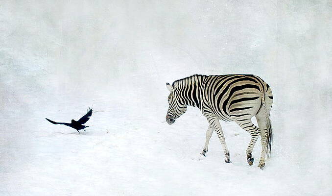 Zebra by Heike Hultsch Zebra by Heike Hultsch