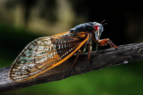 Wall Art - Photograph - A Detailed View Of A Brood II Cicada #10 by Karsten Moran