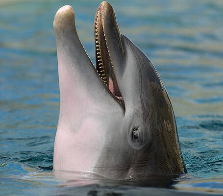 Wall Art - Photograph - Atlantic Bottlenose Dolphin #10 by Millard H. Sharp