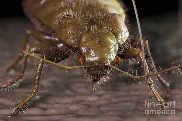 Wall Art - Photograph - Bedbug Cimex Lectularius #10 by Science Picture Co