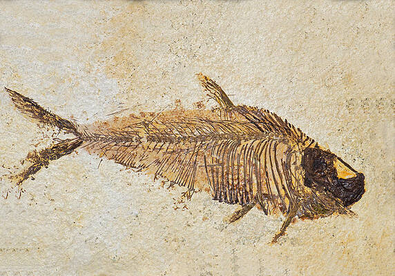 Wall Art - Photograph - Fish Fossil #10 by Millard H. Sharp