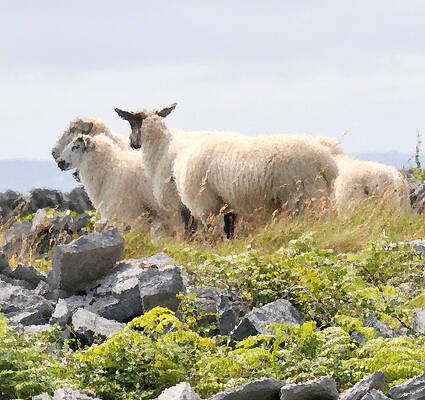  Photograph - Baa Baa Black Sheep by Dave Byrne