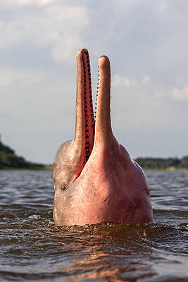 Wall Art - Photograph - Amazon River Dolphin #11 by M. Watson