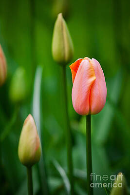 Tulips by Katka Pruskova Tulips by Katka Pruskova