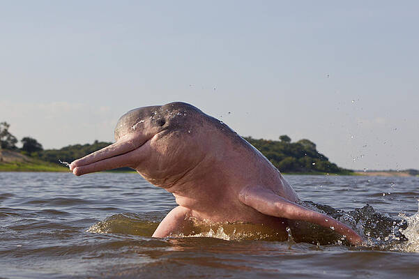 Wall Art - Photograph - Amazon River Dolphin #12 by M. Watson