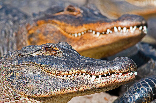 Wall Art - Photograph - American Alligator #12 by Millard H. Sharp
