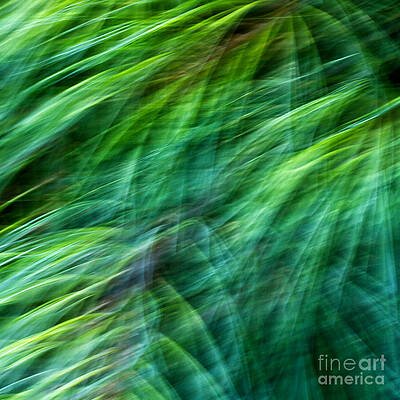 Meditations on Movement in Nature by Joanne Bartone Meditations on Movement in Nature by Joanne Bartone