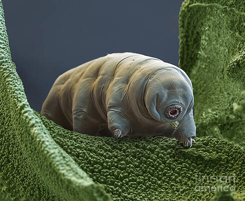 Wall Art - Photograph - Water Bear by Eye of Science and Science Source