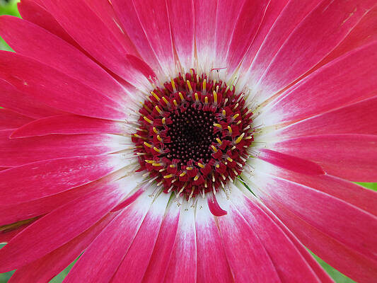 Gerbera Daisy by Michele Caporaso Gerbera Daisy by Michele Caporaso