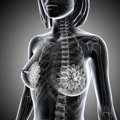 Breast anatomy, artwork - Stock Image - C008/4452 - Science Photo