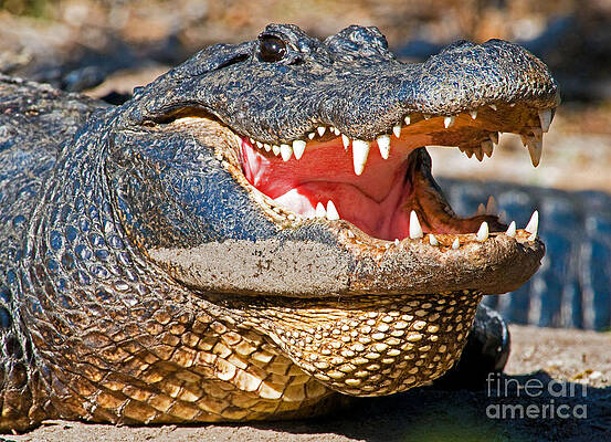 Wall Art - Photograph - American Alligator #15 by Millard H. Sharp