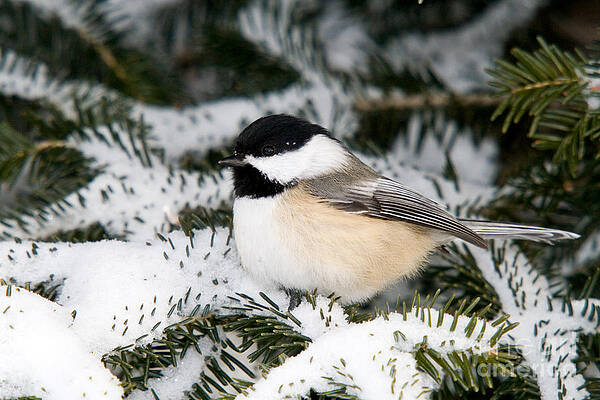 Wall Art - Photograph - Black-capped Chickadee #15 by Linda Freshwaters Arndt