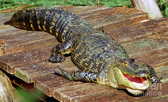 Wall Art - Photograph - American Alligator #17 by Millard H. Sharp
