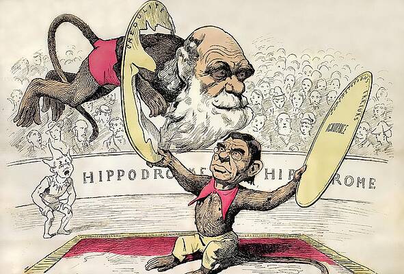 Wall Art - Photograph - 1878 Darwin As A Circus Monkey By Gill by Science Photo Library