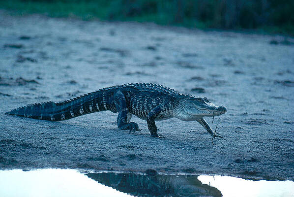 Wall Art - Photograph - American Alligator #19 by Millard H. Sharp