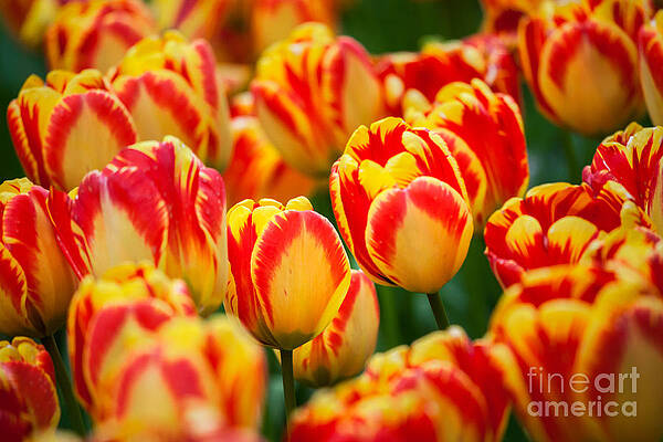 Tulips by Katka Pruskova Tulips by Katka Pruskova