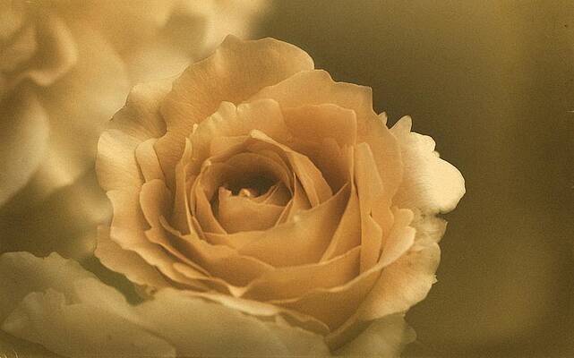Wall Art - Photograph - Vintage Rose #19 by Richard Cummings