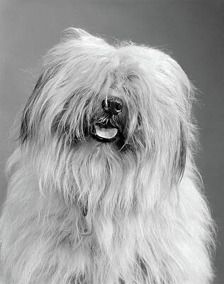 Puppy Of Old English Sheepdog In Snowy Field Stock Photo, Picture and  Royalty Free Image. Image 11977457.