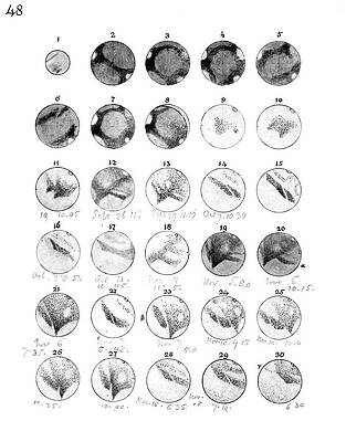 Wall Art - Photograph - 19th Century Drawings Of Mars by Science Photo Library