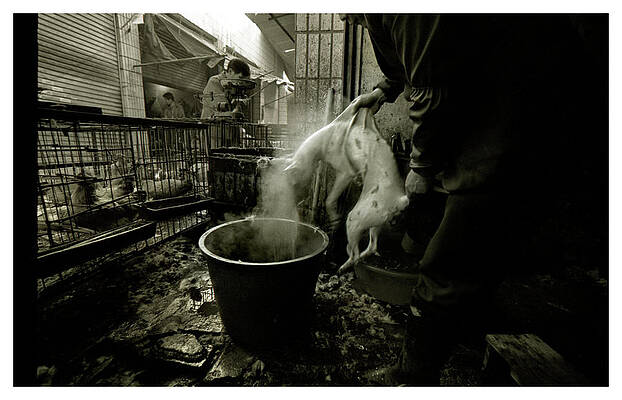 Wall Art - Photograph - A Butcher Prepares A Dog To Be Boiled by Simon O'Dwyer