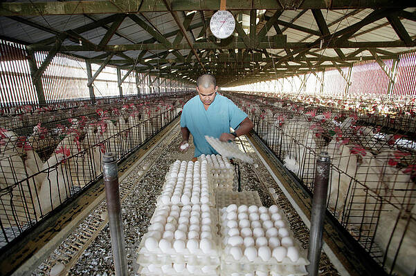 Wall Art - Photograph - A Worker Collects Eggs At A Chicken Egg #2 by Robert Benson