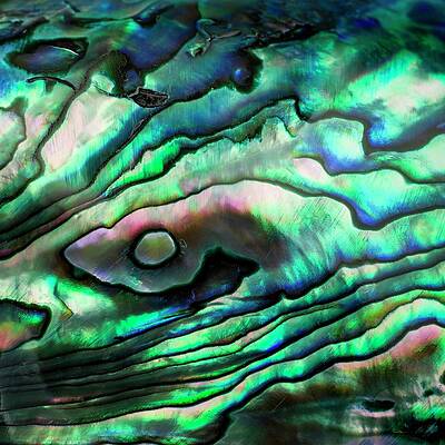 Wall Art - Photograph - Abalone Shell #2 by Science Photo Library