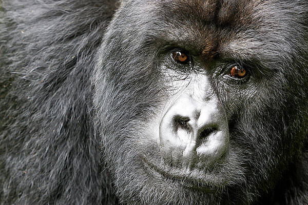 Wall Art - Photograph - Africa, Rwanda, Volcanoes National Park #2 by Ellen Goff