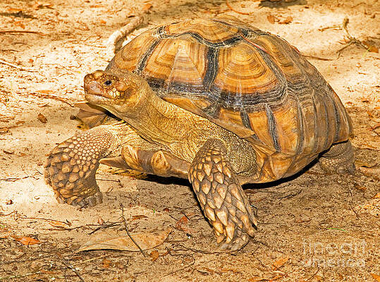 Wall Art - Photograph - African Spur Thigh Tortoise #2 by Millard H. Sharp