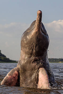 Wall Art - Photograph - Amazon River Dolphin #2 by M. Watson