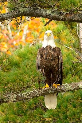 American Bald Eagle by Walt Sterneman American Bald Eagle by Walt Sterneman