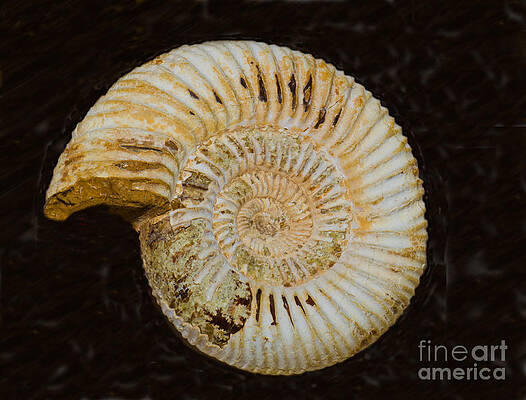 Wall Art - Photograph - Ammonite Fossil #2 by Millard H. Sharp