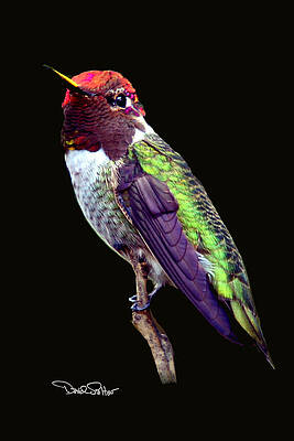 Anna's Hummingbird by David Salter Anna's Hummingbird by David Salter