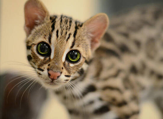 Asian Leopard Cub by Laura Fasulo Asian Leopard Cub by Laura Fasulo