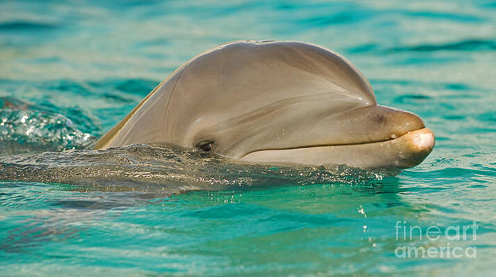 Wall Art - Photograph - Atlantic Bottlenose Dolphin #2 by Millard H. Sharp