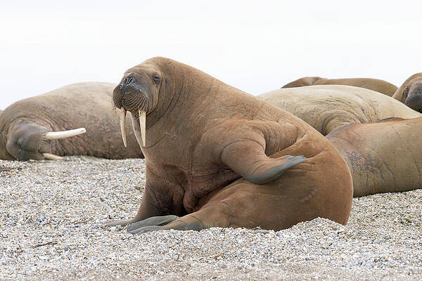 Wall Art - Photograph - Atlantic Walruses #2 by Science Photo Library