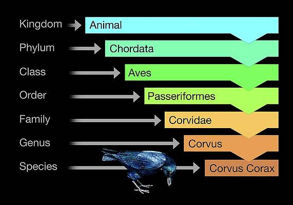 Wall Art - Photograph - Biological Classification #2 by Science Photo Library